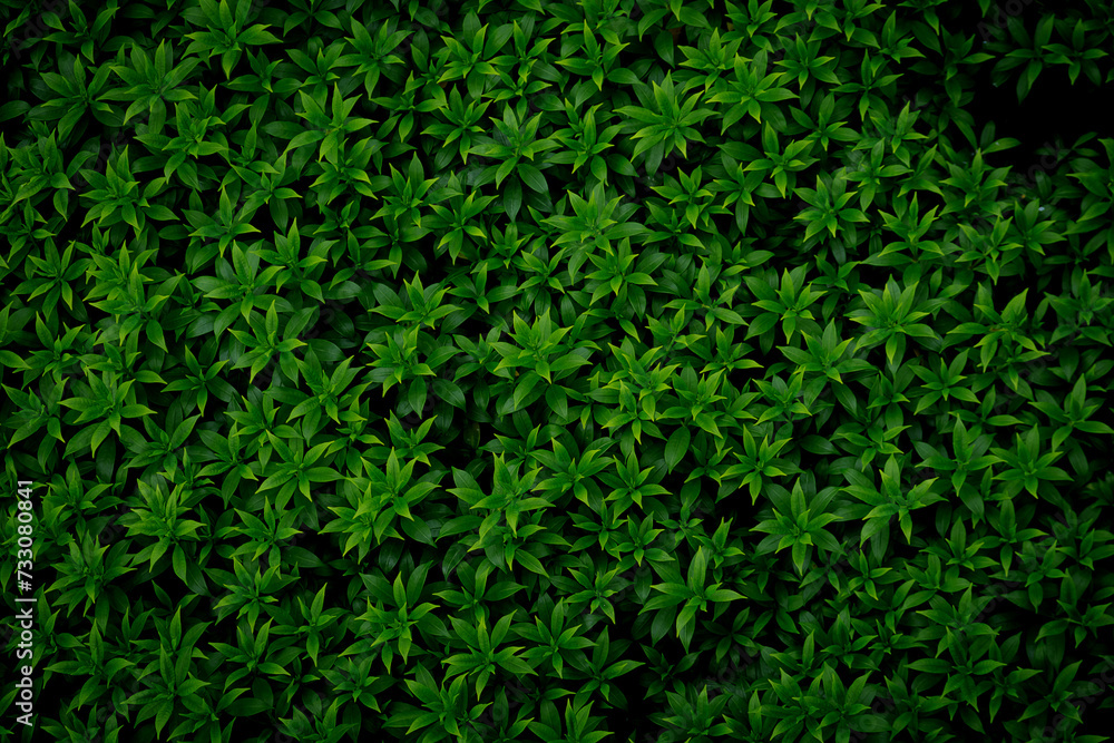 Green image of a tree planted as a bush in the garden. Looking at it, it feels comfortable and refreshing. It makes me feel close to nature and relieves fatigue. Green image of a tree planted as a bush in the garden. Looking at it, it feels comfortable and refreshing. It makes me feel close to nature and relieves fatigue.