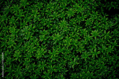 Green image of a tree planted as a bush in the garden. Looking at it, it feels comfortable and refreshing. It makes me feel close to nature and relieves fatigue. photo