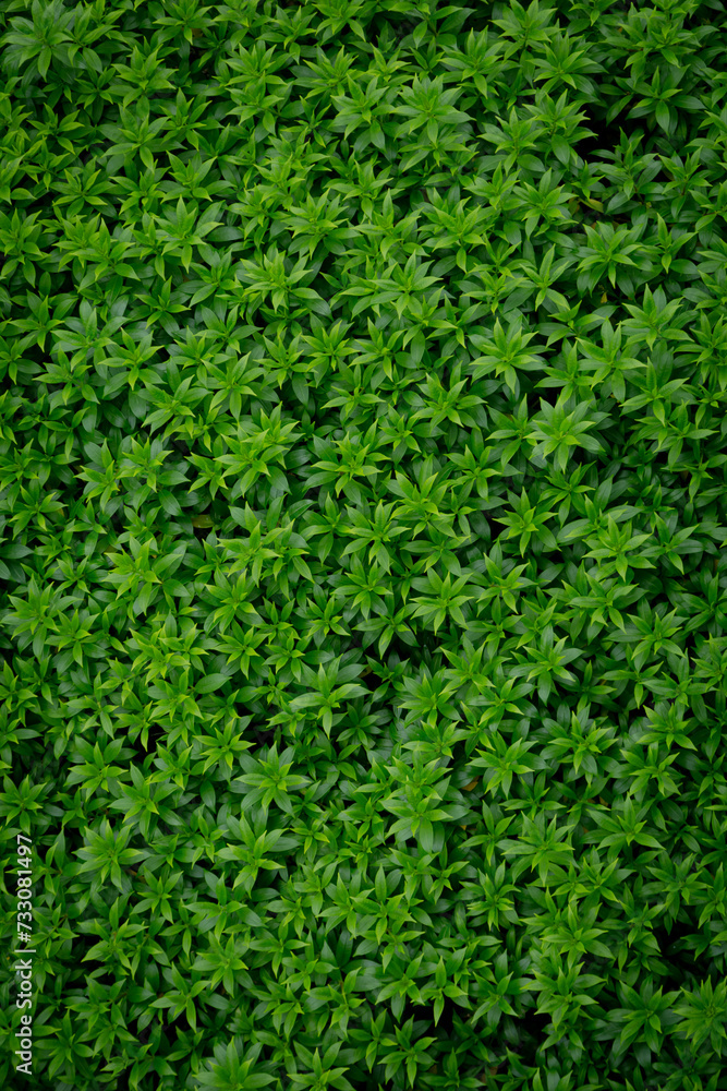 Green image of a tree planted as a bush in the garden. Looking at it, it feels comfortable and refreshing. It makes me feel close to nature and relieves fatigue. Green image of a tree planted as a bush in the garden. Looking at it, it feels comfortable and refreshing. It makes me feel close to nature and relieves fatigue.