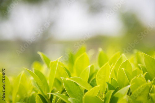 Close-up shot of green blurred treetops feel the nature warm and bright Use it as a background image to decorate.