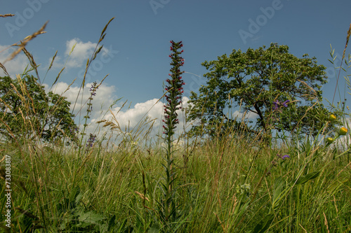 Meadow from Czech Republic with protected plant Echium maculatum