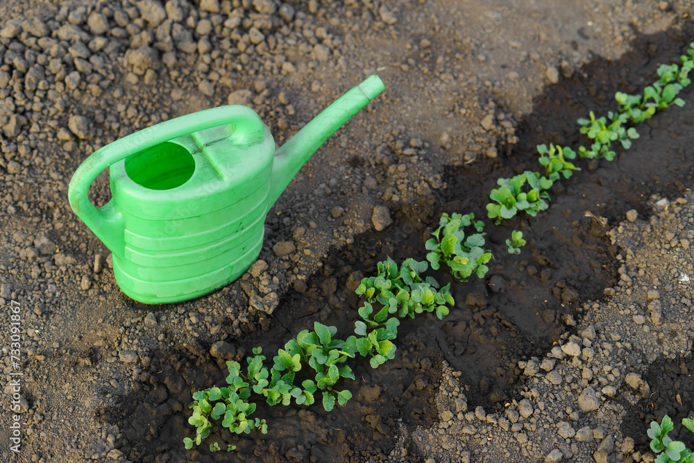 Green beds of young plants are planted in the ground and watered from a watering can, top view. The concept of horticulture, agriculture, peasantry Green beds of young plants are planted in the ground and watered from a watering can, top view. The concept of horticulture, agriculture, peasantry