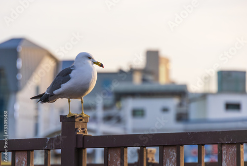 A black-tailed gull resting on a railing near the harbor. Larus crassirostris photo