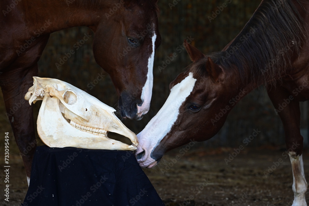 Obraz premium Anatomie am Pferdeschädel. Pferde schnuppern an skelettiertem Pferdeschädel