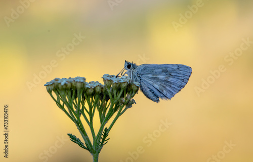 Plant butterfly Syrian Hopper (Muschampia nomas) photo