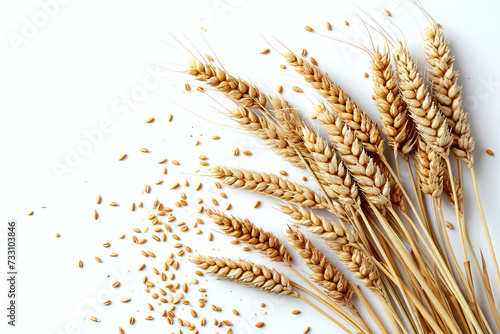 Golden Harvest: Ripe Grain Crop, Yellow Wheat Field on a Sunny Summer Day