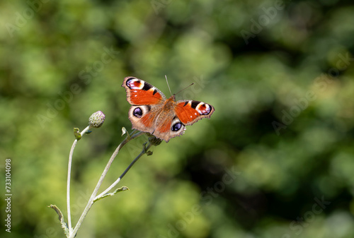 Peacock Butterfly (Inachis io) on plant