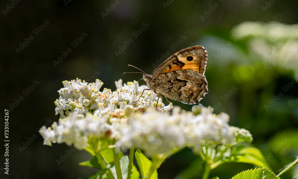 Southern Red Angel butterfly (Hipparchia aristaeus) on the plant. Southern Red Angel butterfly (Hipparchia aristaeus) on the plant.