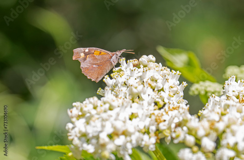 Chitberry Butterfly (Libythea celtis) on the plant