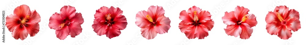 Fototapeta premium Collection of red and pink hibiscus flowers isolated on a transparent background, top view