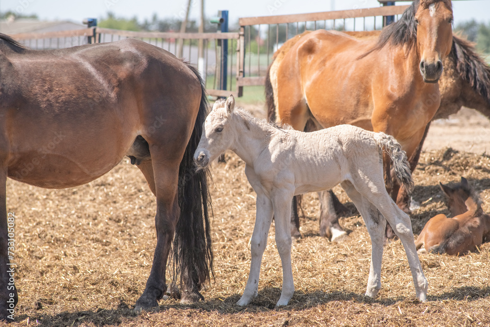 Fototapeta premium Thoroughbred horses on a farm in summer.