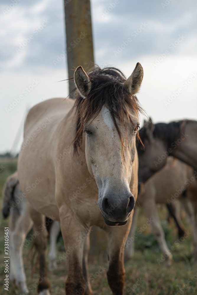Obraz premium Thoroughbred horses on a farm in summer.
