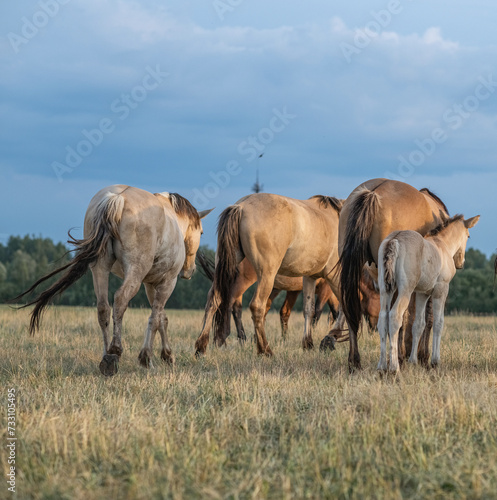 Thoroughbred horses on a farm in summer. © shymar27