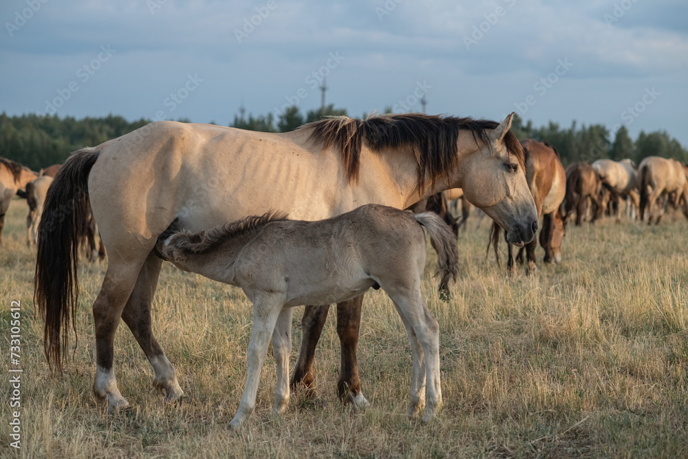 Thoroughbred horses on a farm in summer. Thoroughbred horses on a farm in summer.