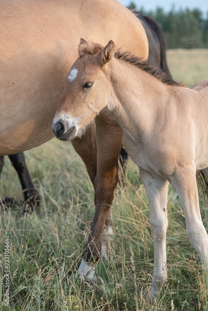 Thoroughbred horses on a farm in summer.