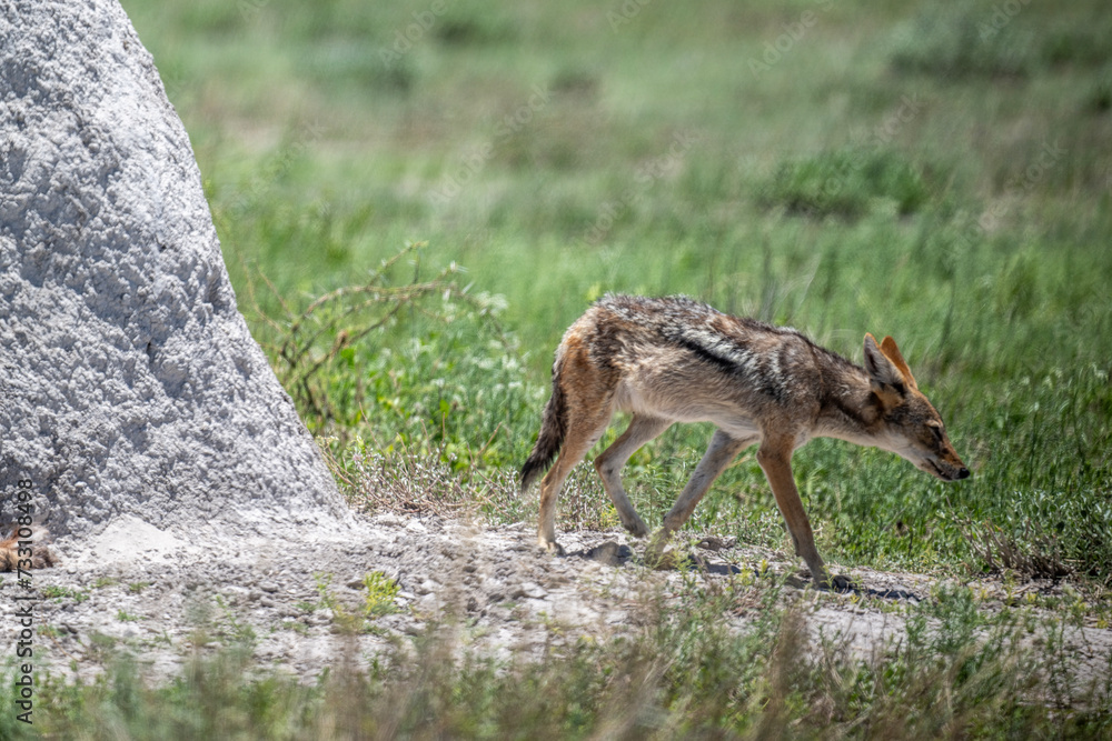 gray desert jackal in search of food and coolness in natural conditions on a sunny day in Namibia gray desert jackal in search of food and coolness in natural conditions on a sunny day in Namibia