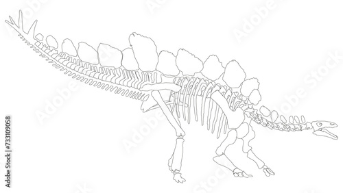 An illustration of an Stegosaurus skeleton