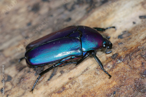 Rose Chafer, Scarab fruit beetle (Chlorocala africana oertzeni) on deadwood. A beautiful beetle often bred by passionate hobbyists in terrariums.