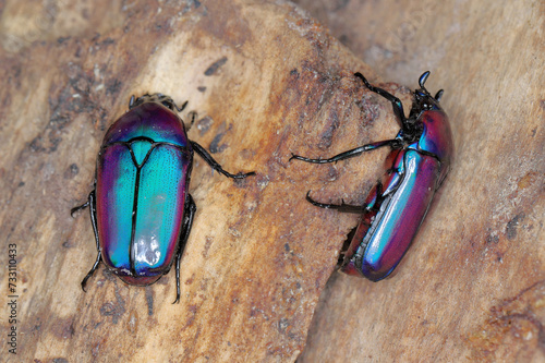 Rose Chafer, Scarab fruit beetle (Chlorocala africana oertzeni) on deadwood. A beautiful beetle often bred by passionate hobbyists in terrariums. photo