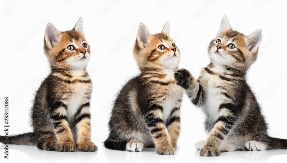 cute kitten cat playing collection set isolated on transparent white background