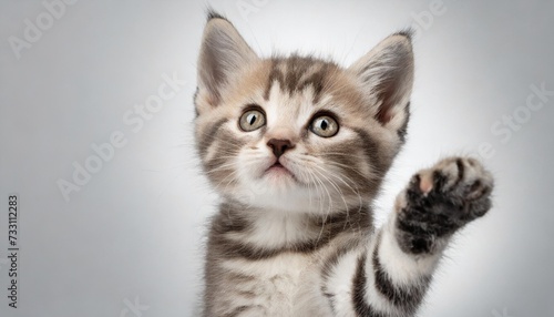 cute domestic shorthair kitten stands on a white background with raised paw and looks up