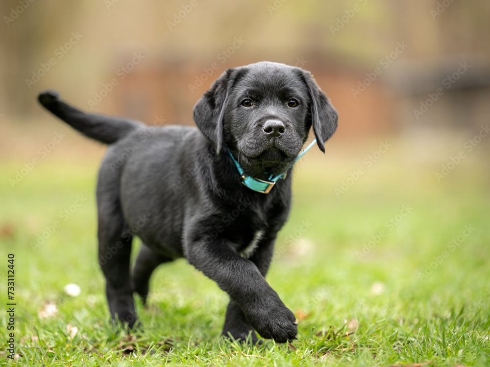 active black labrador retriever puppy dog, 8 weeks old, engaged outdoors in the meadow - obrazy, fototapety, plakaty 