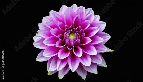 purple dahlia flower on isolated background with clipping path for design closeup transparent background nature