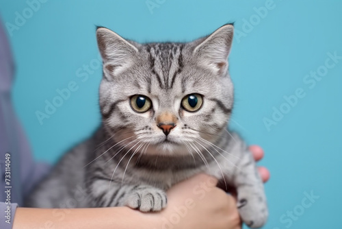 Gray tabby cat in the hands of a veterinarian for examination. Blue background. Close-up. © Рика Тс