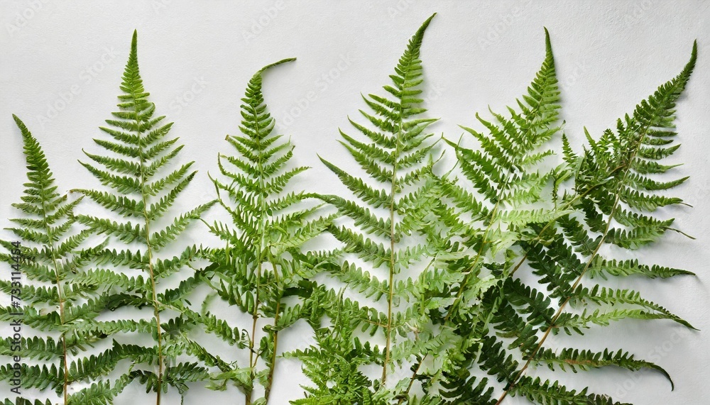 few fern stems with leaves on white background - obrazy, fototapety, plakaty 