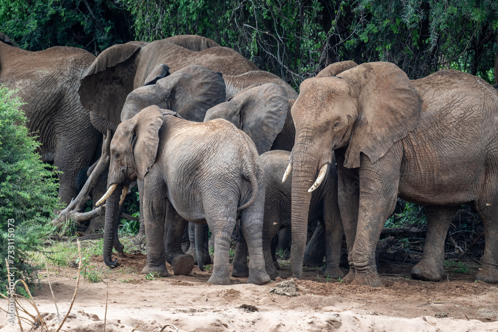 Fototapeta premium gray large African elephants in a large family with young offspring in the natural environment in a national park in Kenya