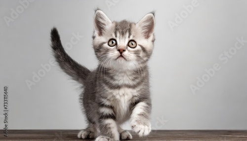 cute domestic shorthair kitten stands on a white background with raised paw and looks up © Richard