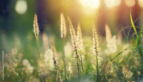 wild grass in the forest meadow at sunset macro image