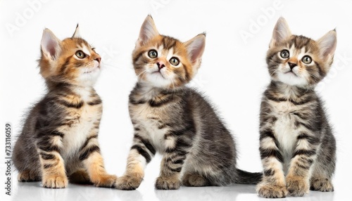 cute kitten cat playing collection set isolated on transparent white background