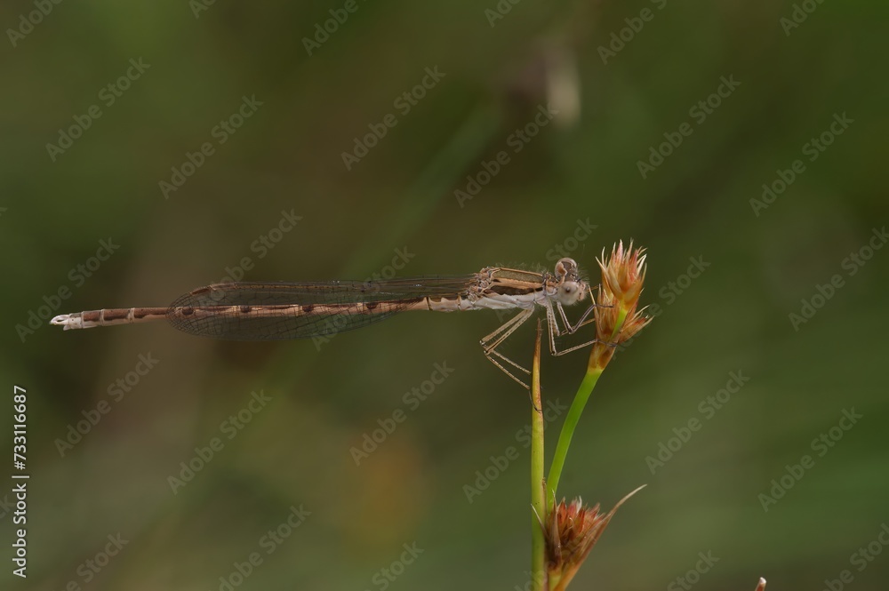 Closeup on the Common winter damselfly, Sympecma fusca perched in the vegetation Closeup on the Common winter damselfly, Sympecma fusca perched in the vegetation
