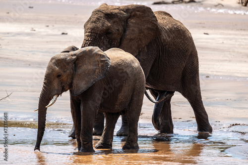 gray large African elephants in a large family with young offspring in the natural environment in a national park in Kenya photo