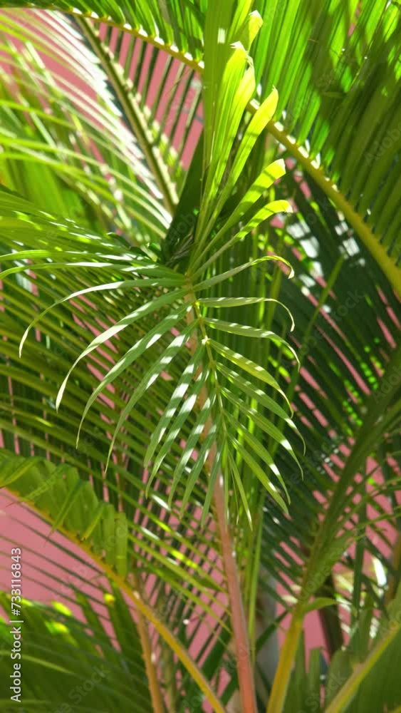 palm trees on terracotta wall background palm trees on terracotta wall background