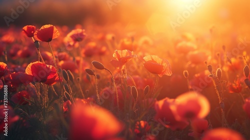 Field of poppies at sunrise. Beautiful spring landscape with flowers