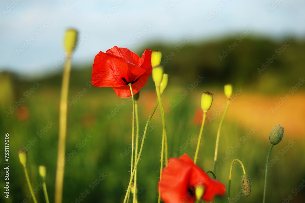 Obraz premium Beautiful poppy background.