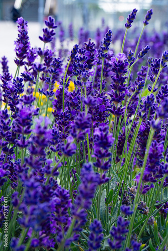 lavender flowers in region (ID: 733117471)