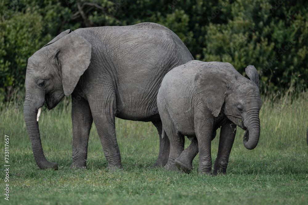 Fototapeta premium gray large African elephants in a large family with young offspring in the natural environment in a national park in Kenya