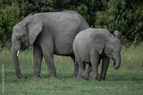 gray large African elephants in a large family with young offspring in the natural environment in a national park in Kenya