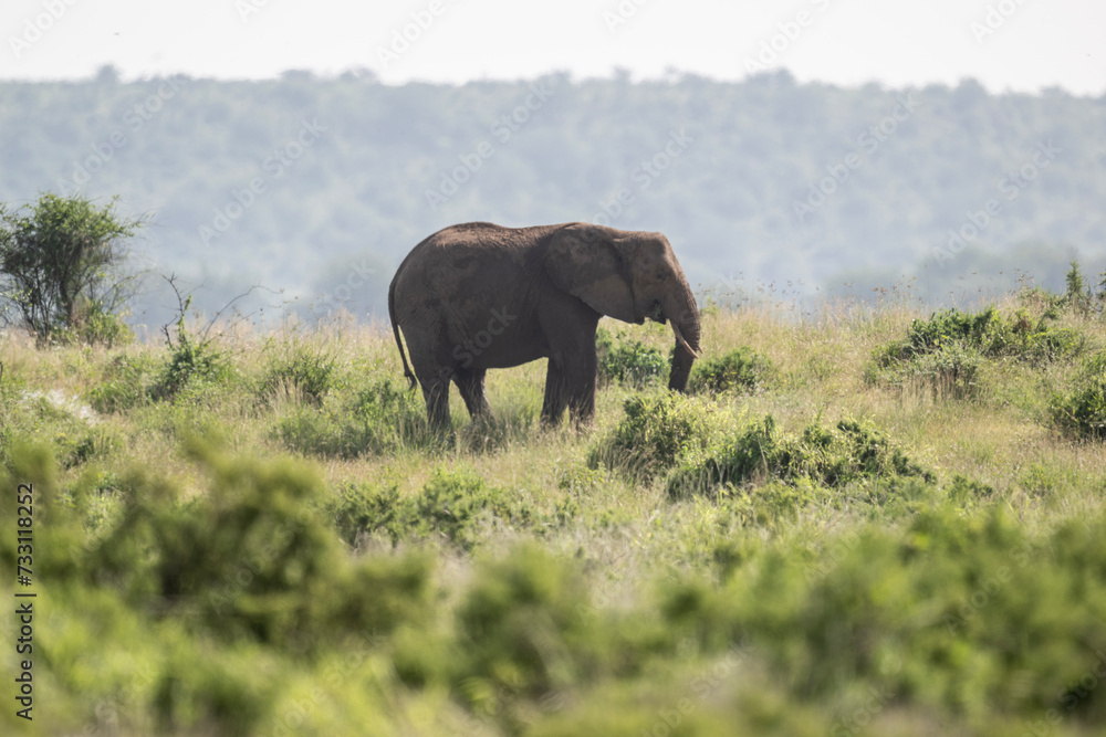 brown from red clay large African elephants in their natural environment in a national park in Kenya brown from red clay large African elephants in their natural environment in a national park in Kenya