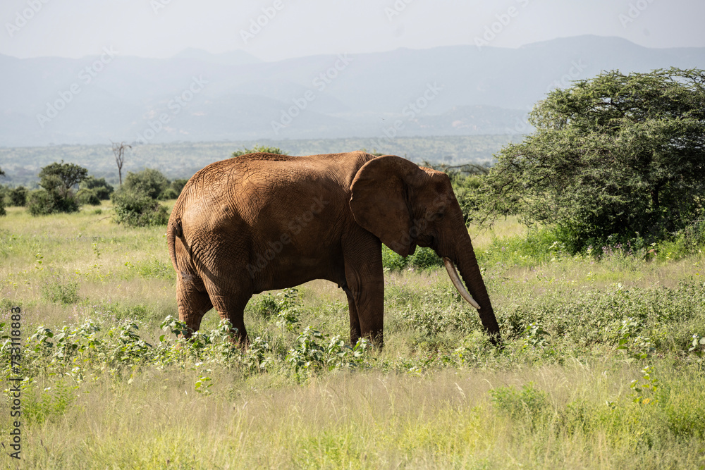 brown from red clay large African elephants in their natural environment in a national park in Kenya