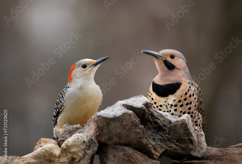 woodpecker and flicker on perch side by side
