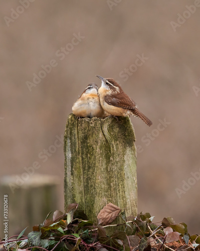 two carolina wrens side by side on perch