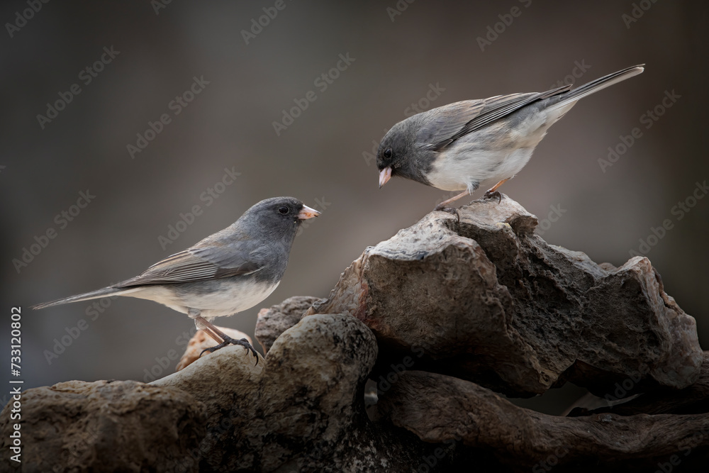 twp junco songbirds on perch in dramatic light twp junco songbirds on perch in dramatic light