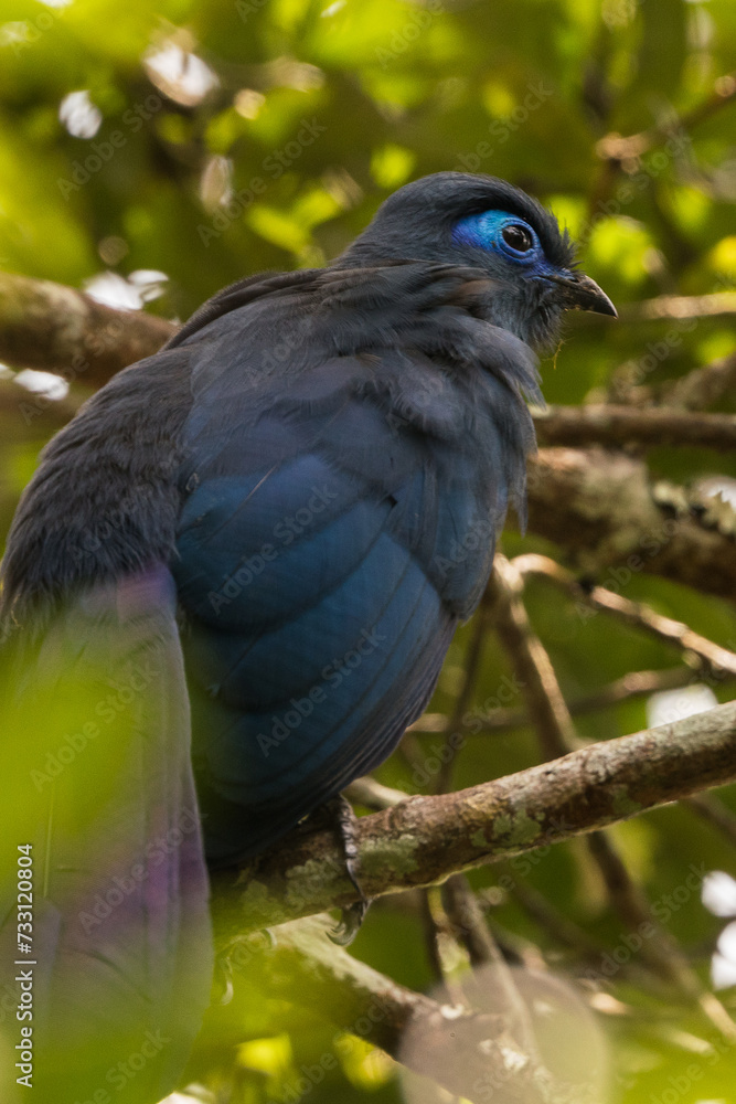 Fototapeta premium Madagascar Birdlife