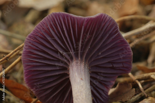 Quadro em tela Closeup on the purple underside of an amethyst deceiver mushroom, Laccaria ameth