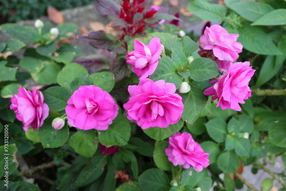 Beautiful pink rose Japanese camellia flowers. Beautiful pink rose Japanese camellia flowers.