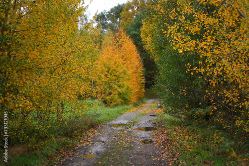 Woodland Path during a Rainy Day in Autumn in Germany 